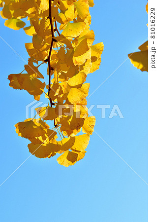 大池公園の黄色く色ずいたイチョウの巨木 大池公園の黄色く色ずいたイチョウの巨木 81016229
