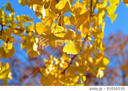 大池公園の黄色く色ずいたイチョウの巨木 大池公園の黄色く色ずいたイチョウの巨木 81016230