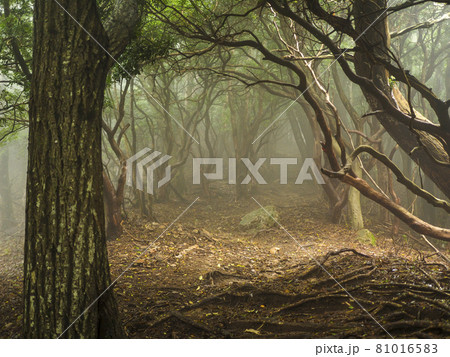 霧がかかる登山道の風景 81016583