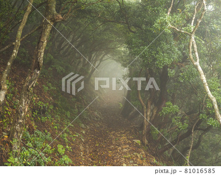霧がかかる登山道の風景 81016585