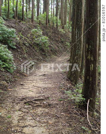 奈良と三重の境界にある高見山の登山道 81016597