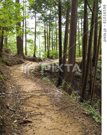 奈良と三重の境界にある高見山の登山道 81016598