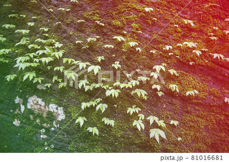 Moss and weeds on rock. 81016681