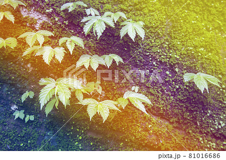 Moss and weeds on rock. 81016686
