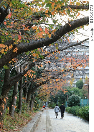 冬の靭公園(大阪市西区) 81016772