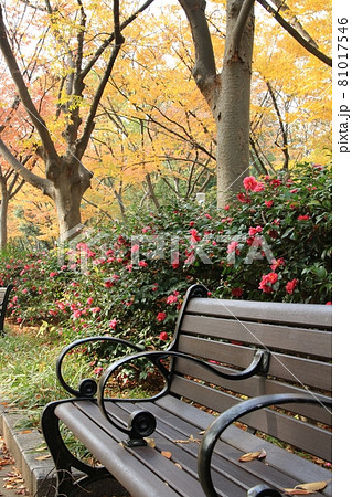 冬の靭公園(大阪市西区) 81017546
