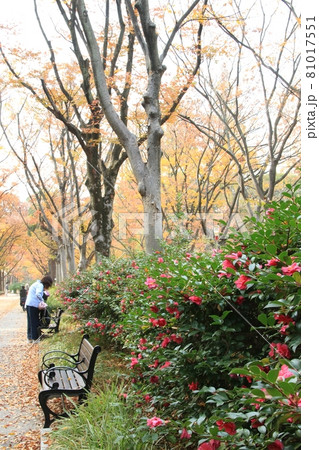 冬の靭公園(大阪市西区)	 81017551