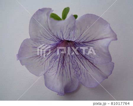 ペチュニアの花 ペチュニアの花 81017764