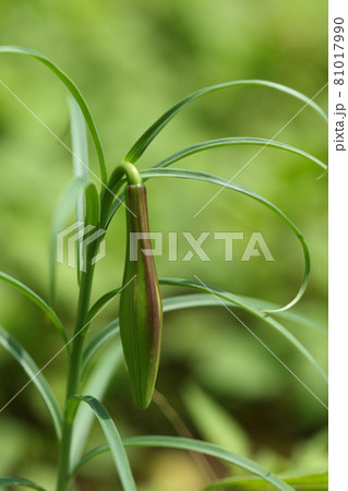 自然 植物 タカサゴユリ、蕾です。うつむき加減、花同様に紫色の筋が目立ちます 自然 植物 タカサゴユリ、蕾です。うつむき加減、花同様に紫色の筋が目立ちます 81017990