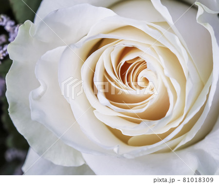 Botanical concept, invitation card - Soft focus, abstract floral background, white rose flower. Macro flowers backdrop for holiday brand design 81018309