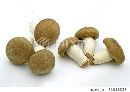 きのこ（大黒本しめじ） 81018333