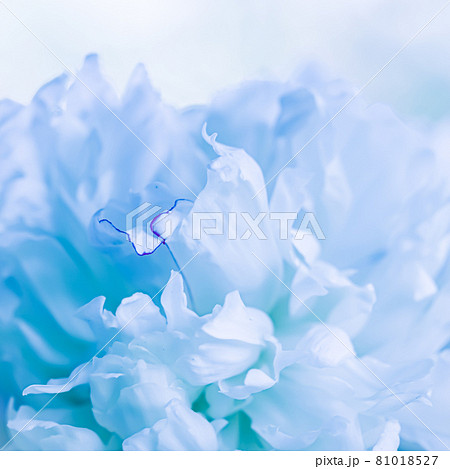 Soft focus, abstract floral background, pale blue peony flower petals. Macro flowers backdrop for holiday brand design Soft focus, abstract floral background, pale blue peony flower petals. Macro flowers backdrop for holiday brand design 81018527