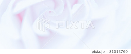 Soft focus, abstract floral background, purple rose flower. Macro flowers backdrop for holiday brand design 81018760