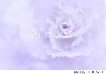 Abstract floral background, pale violet carnation flower. Macro flowers backdrop for holiday brand design 81018761