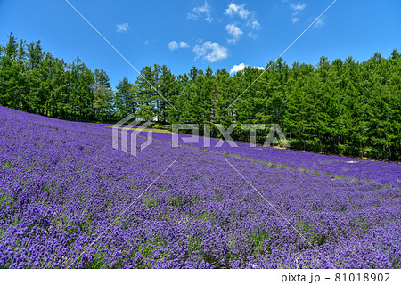 満開に咲くラベンダー畑の絶景 満開に咲くラベンダー畑の絶景 81018902