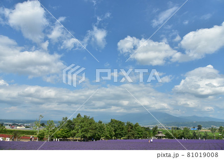 満開に咲くラベンダー畑の絶景 満開に咲くラベンダー畑の絶景 81019008