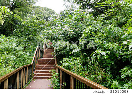 小網代の森(夏) 小網代の森(夏) 81019093