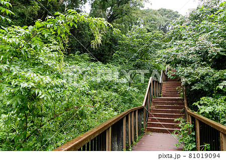 小網代の森（夏） 81019094