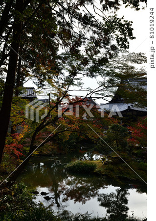 金戒光明寺の紅葉 81019244