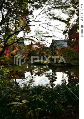 金戒光明寺の紅葉 金戒光明寺の紅葉 81019249