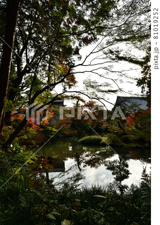 金戒光明寺の紅葉 81019252