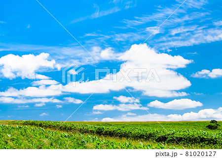 北海道　夏の宗谷丘陵（ウインドファーム） 81020127