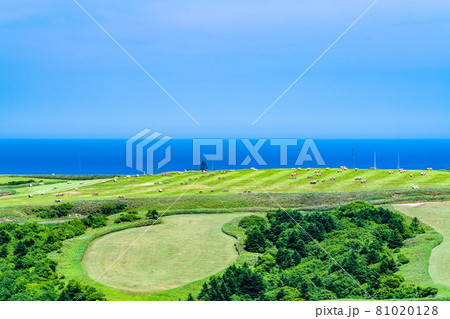 北海道　夏の宗谷丘陵 81020128