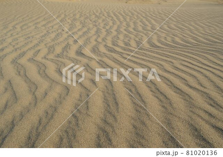 鳥取砂丘 81020136