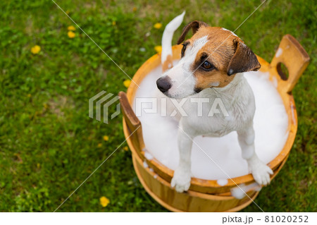 The dog is washed in a wooden tub outdoors. jack russell terrier take a bubble bath in the backyard lawn 81020252