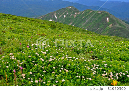 山形県 夏の月山 稜線のお花畑 イワバシモツケ 山形県 夏の月山 稜線のお花畑 イワバシモツケ 81020500