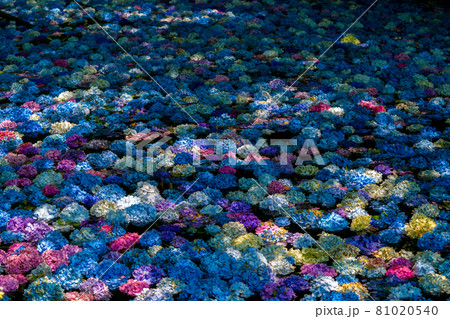 みちのくあじさい園 あじさいの池 みちのくあじさい園 あじさいの池 81020540