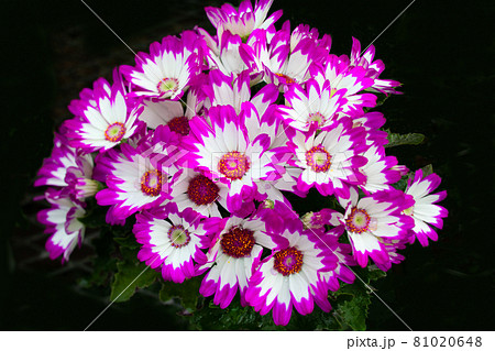 サイネリア 白 紫縁 花の写真素材