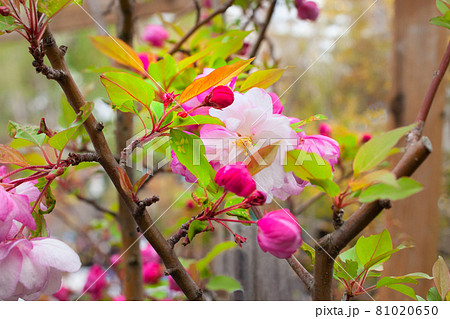 クラブアップルの花です。とても可愛い形と淡い色合いが素敵です。 クラブアップルの花です。とても可愛い形と淡い色合いが素敵です。 81020650