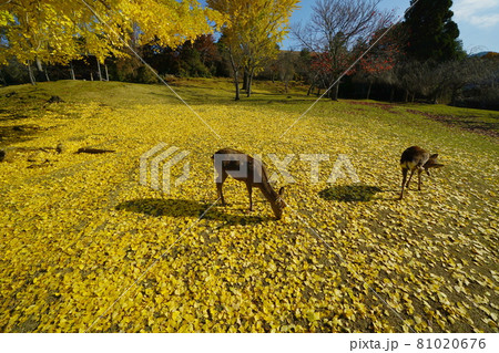 快晴の秋の奈良公園での黄葉したイチョウと落ち葉と親子鹿 快晴の秋の奈良公園での黄葉したイチョウと落ち葉と親子鹿 81020676