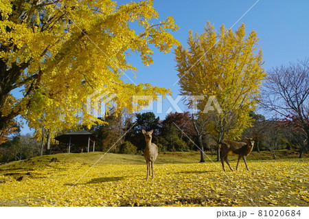 快晴の秋の奈良公園での黄葉したイチョウと落ち葉と親子鹿 快晴の秋の奈良公園での黄葉したイチョウと落ち葉と親子鹿 81020684