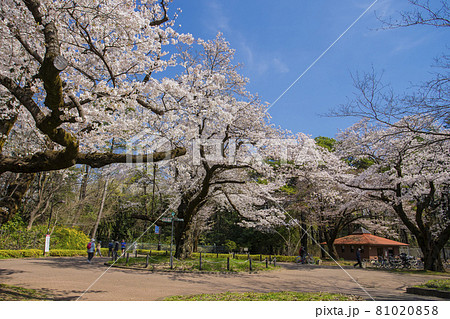 桜咲き誇る春の小金井公園 81020858