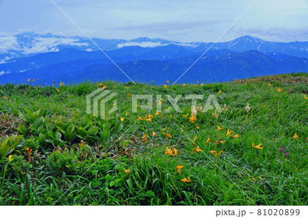 山形県　夏の月山　ニッコウキスゲの咲く姥ヶ岳山頂から朝日連峰を望む 81020899