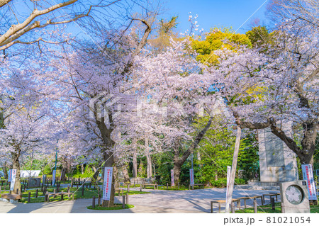 日本の春 靖国神社と桜の風景 日本の春 靖国神社と桜の風景 81021054