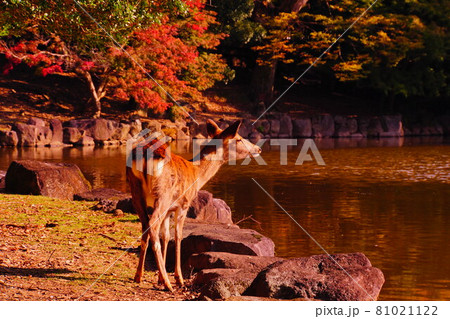 秋の奈良公園の鹿と紅葉 81021122