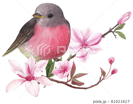 Cherry blossom and bird watercolor Cherry blossom and bird watercolor 81021627