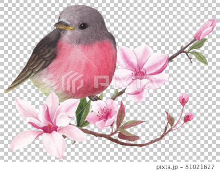 Cherry blossom and bird watercolor Cherry blossom and bird watercolor 81021627