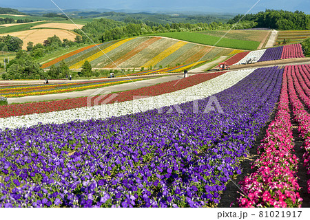 大絶景の美しい風景が楽しめる四季彩の丘 大絶景の美しい風景が楽しめる四季彩の丘 81021917