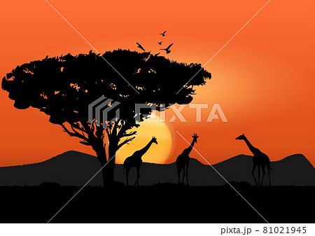 graphics image giraffe at the forest and tree with sunset and light orange silhouette background vector illustration 81021945
