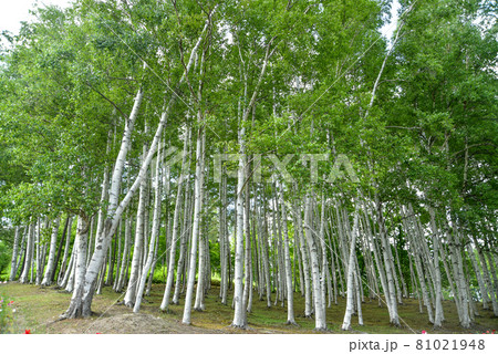 白樺の樹林 白樺の樹林 81021948