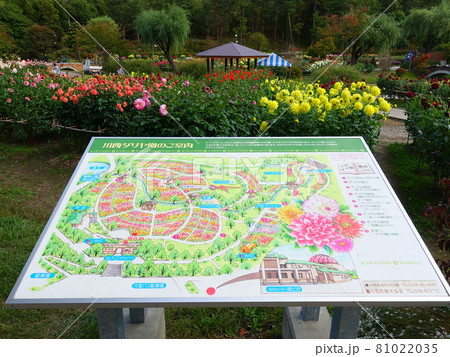 満開のダリア ダリヤ園 川西町 満開のダリア ダリヤ園 川西町 81022035