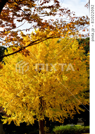 大池公園の黄色く色ずいたイチョウの巨木 大池公園の黄色く色ずいたイチョウの巨木 81022092