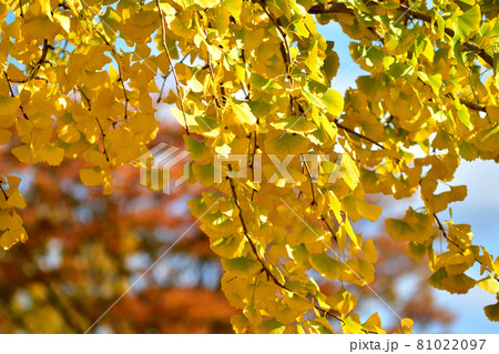 大池公園の黄色く色ずいたイチョウの巨木 大池公園の黄色く色ずいたイチョウの巨木 81022097
