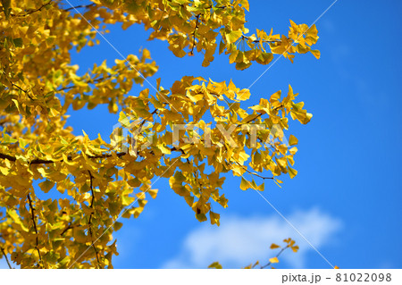 大池公園の黄色く色ずいたイチョウの巨木 大池公園の黄色く色ずいたイチョウの巨木 81022098