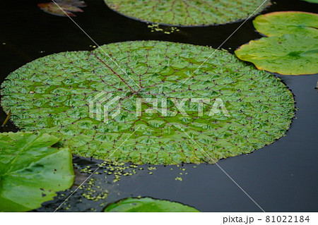 オニバスの葉 81022184