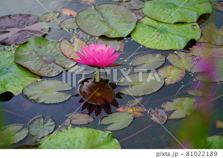 赤いスイレンの花 赤いスイレンの花 81022189
